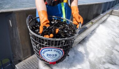 Vorig jaar laagste mosselproductie in dertig jaar