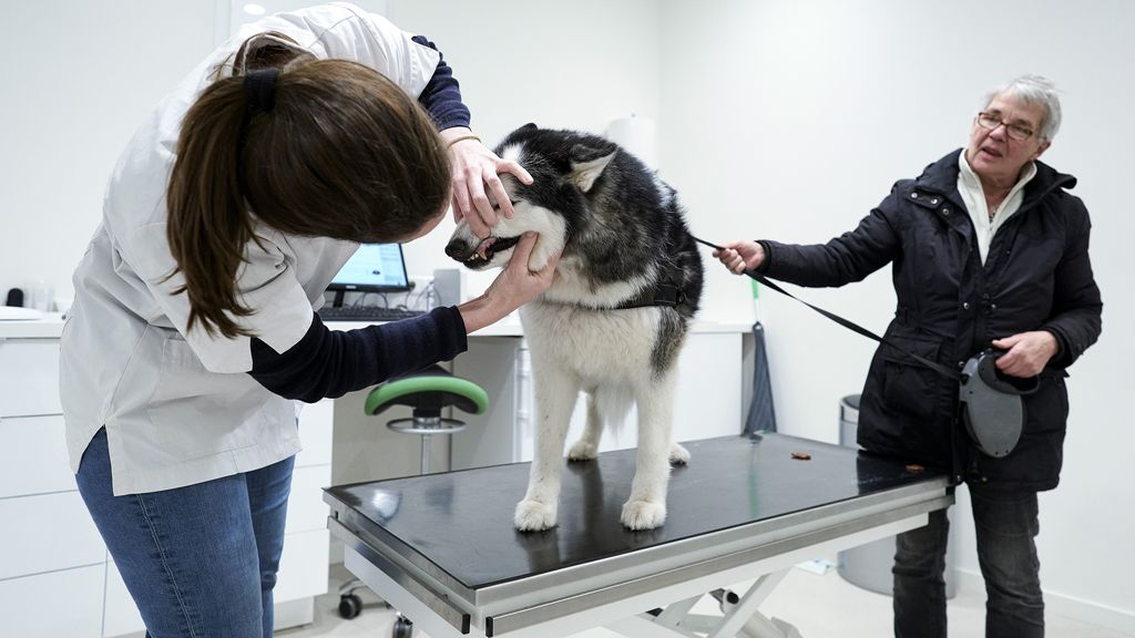 Toezichthouder ACM wil strengere regels voor dierenartsen vanwege hoge prijzen