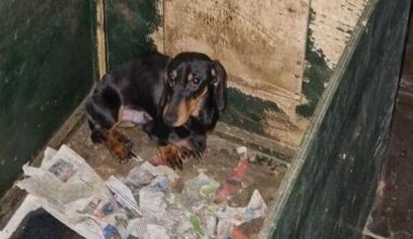 Tientallen verwaarloosde honden weggehaald bij Gelderse fokker