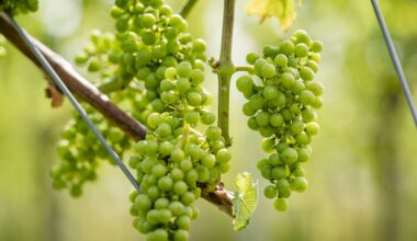 Slechtste slogan van het jaar over verslavende druiven