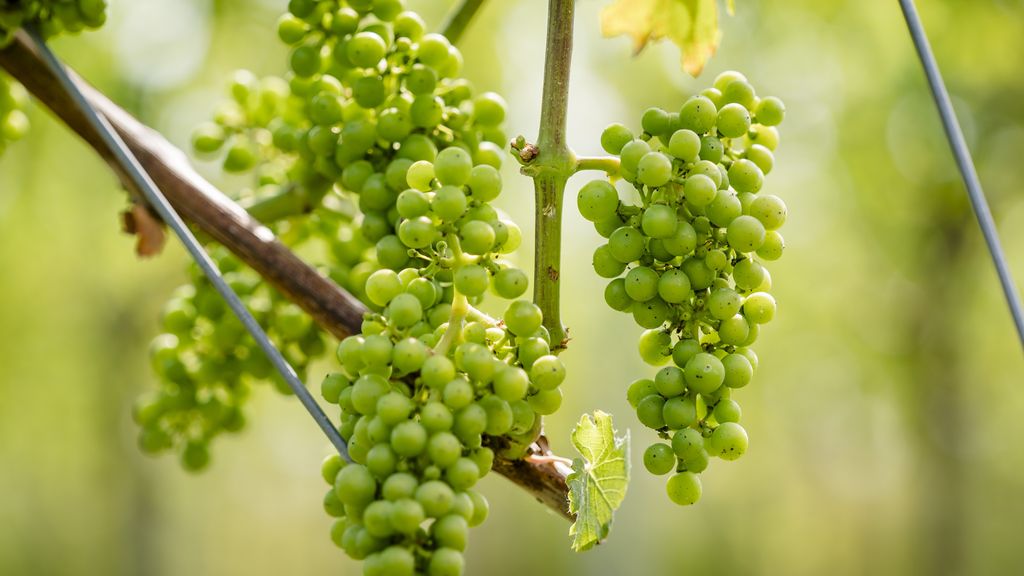 Slechtste slogan van het jaar over verslavende druiven