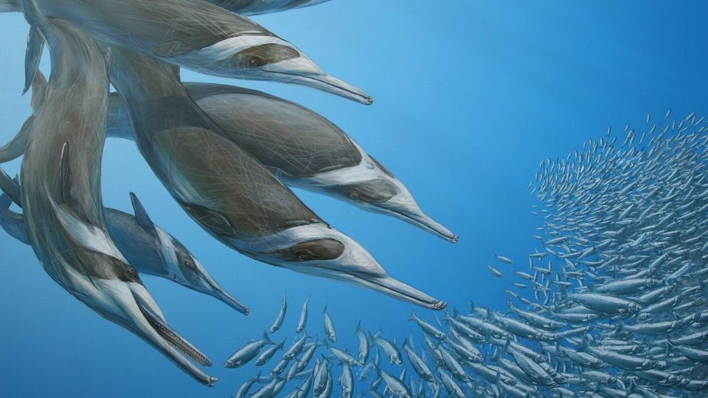 Nieuwe dolfijn ontdekt in Westerschelde, wel al heel lang geleden uitgestorven