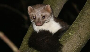 Jagers in Friesland mogen 250 steenmarters doden om weidevogels te redden