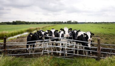 Versoepeling stikstofnorm op 1 januari niet haalbaar