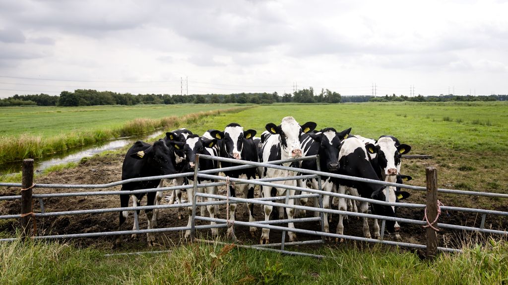 Versoepeling stikstofnorm op 1 januari niet haalbaar