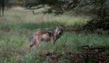 Gelderland mag wolf die hardloopster beet niet meer afschieten