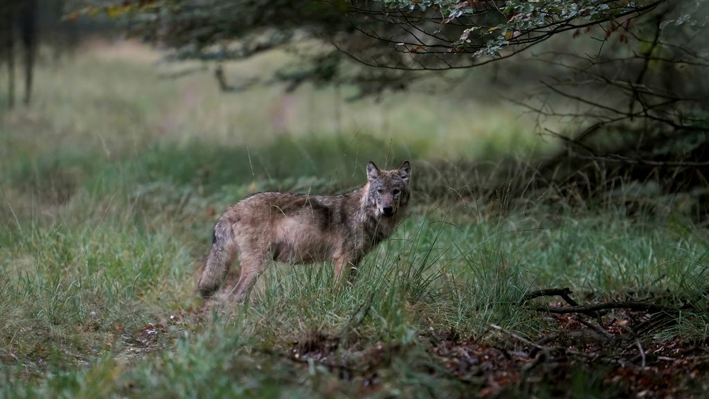 Gelderland mag wolf die hardloopster beet niet meer afschieten