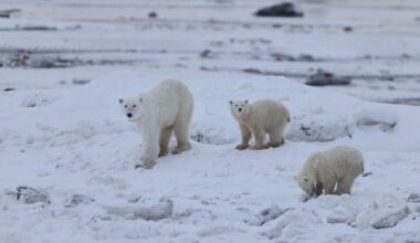 Onderzoekers filmen ijsbeermoeder die welpje adopteerde