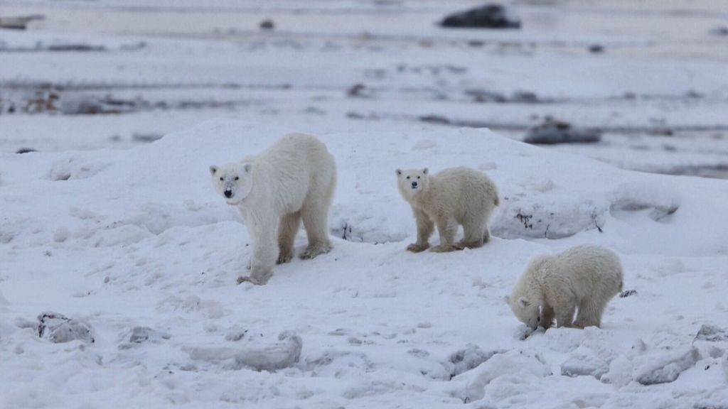 Onderzoekers filmen ijsbeermoeder die welpje adopteerde