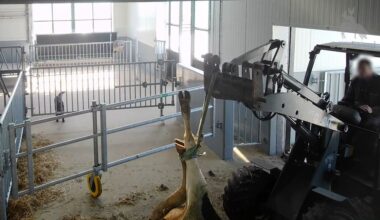 OM onderzoekt mishandeling van koeien na video's activisten