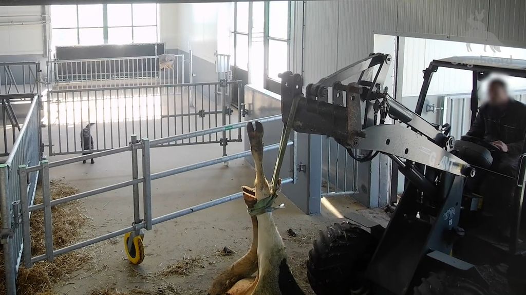 OM onderzoekt mishandeling van koeien na video's activisten