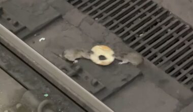 Rat vs. rat: wie wint de bagel?