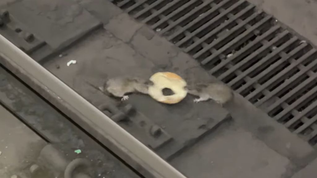 Rat vs. rat: wie wint de bagel?