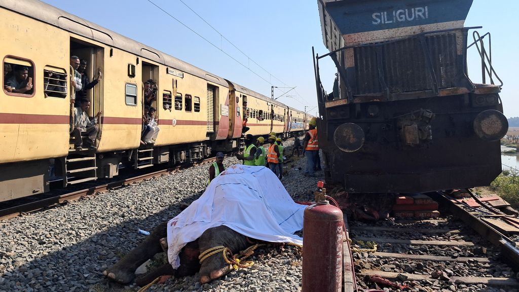 Zeven olifanten dood na botsing met passagierstrein in India