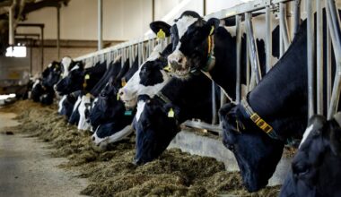 China kondigt hoge heffingen aan op Europese zuivelproducten