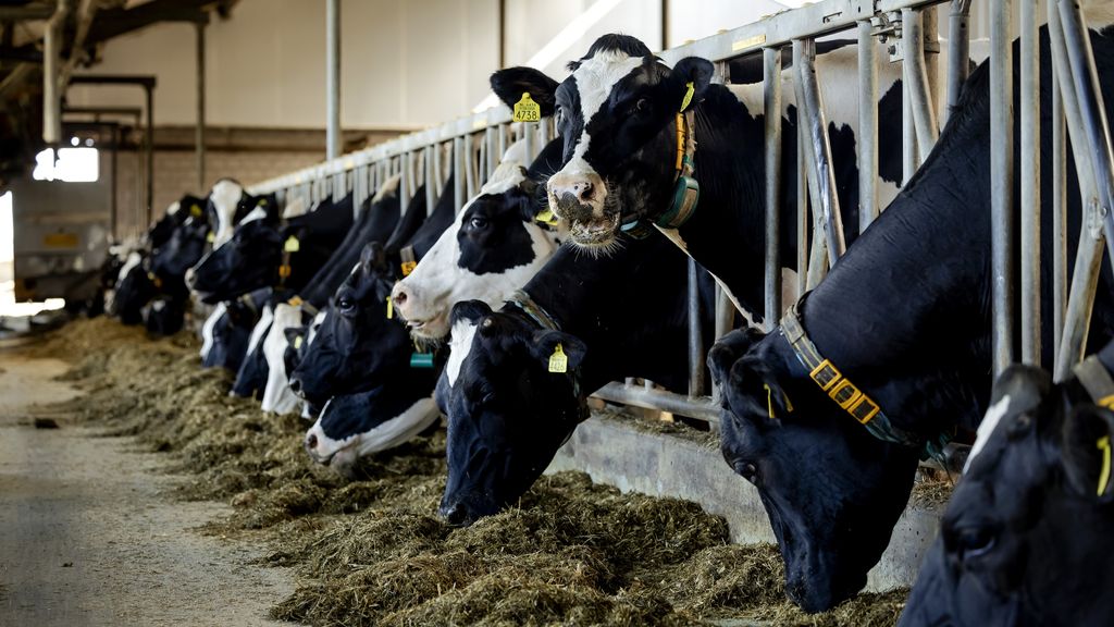 China kondigt hoge heffingen aan op Europese zuivelproducten