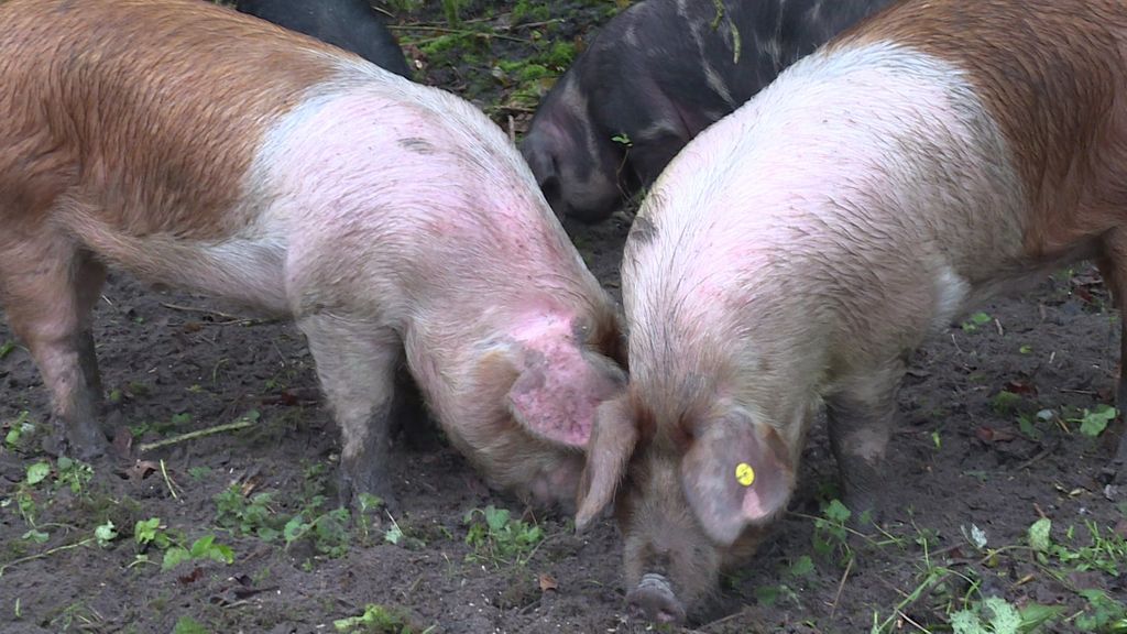 Flevoland gebruikt varkens in strijd tegen exotische reuzenberenklauw