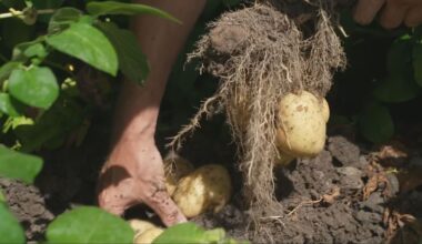Aardappelprijs blijft dalen, prijs richting nulpunt
