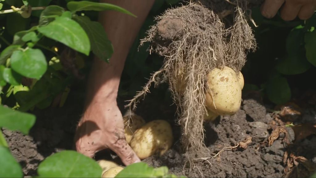 Aardappelprijs blijft dalen, prijs richting nulpunt