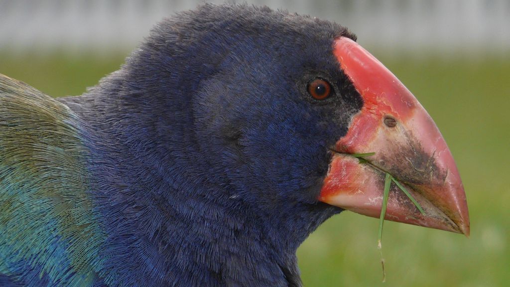 'Wonderkuiken' geboren van zeldzaam takahē-paar dat onvruchtbaar werd geacht