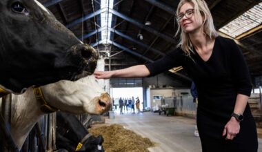 Raad van State maakt aangepaste stikstofwet van minister Wiersema helemaal kapot