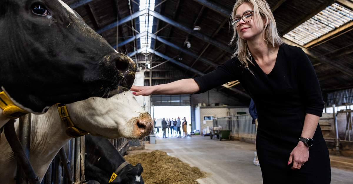 Raad van State maakt aangepaste stikstofwet van minister Wiersema helemaal kapot