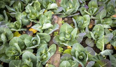 Grootste biologische groentekweker van Nederland failliet verklaard