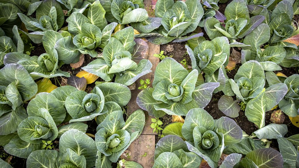 Grootste biologische groentekweker van Nederland failliet verklaard