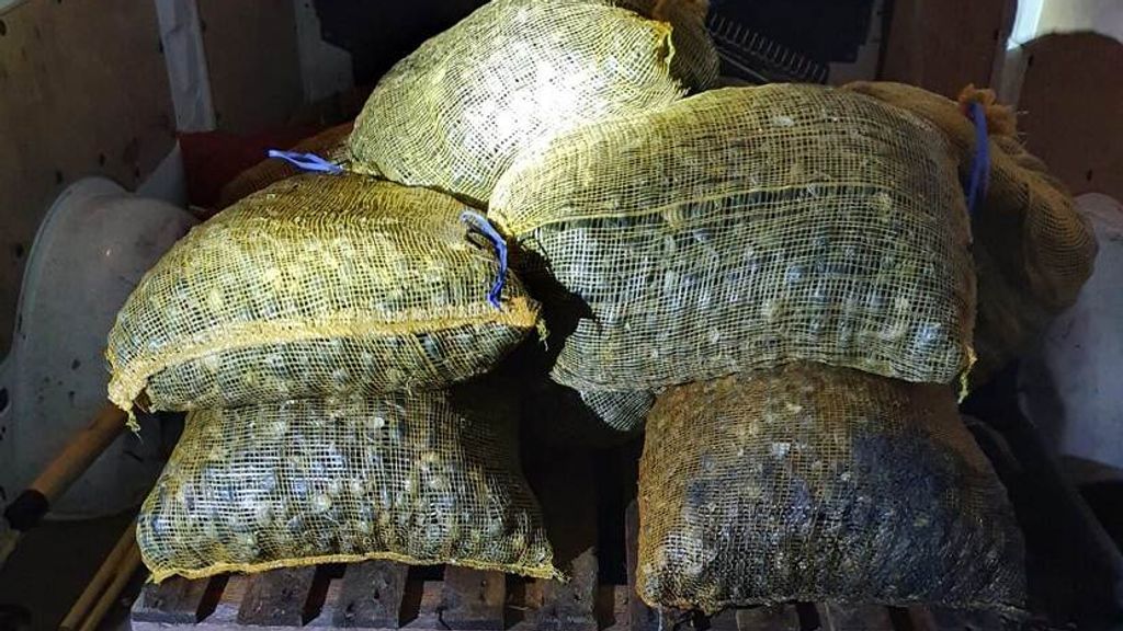 Stropers op heterdaad betrapt in Zeeland met megavangst tapijtschelpen