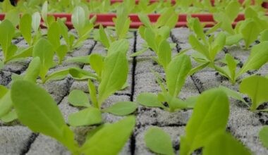 Kwekerij Jongerius alsnog failliet verklaard