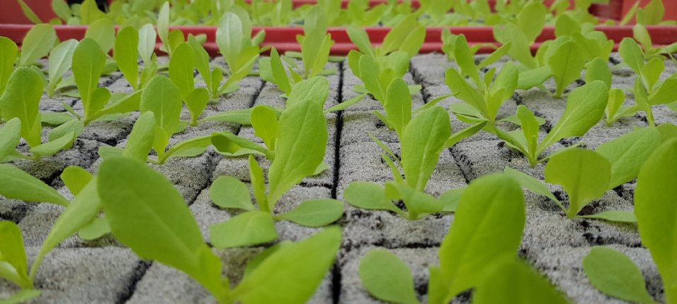 Kwekerij Jongerius alsnog failliet verklaard