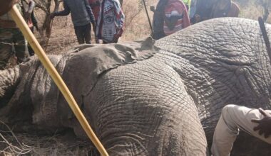 Olifanten afgeschoten in Kenia na dodelijke incidenten