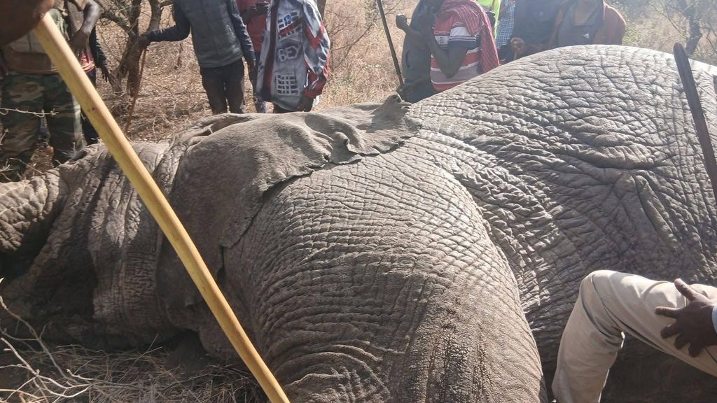 Olifanten afgeschoten in Kenia na dodelijke incidenten