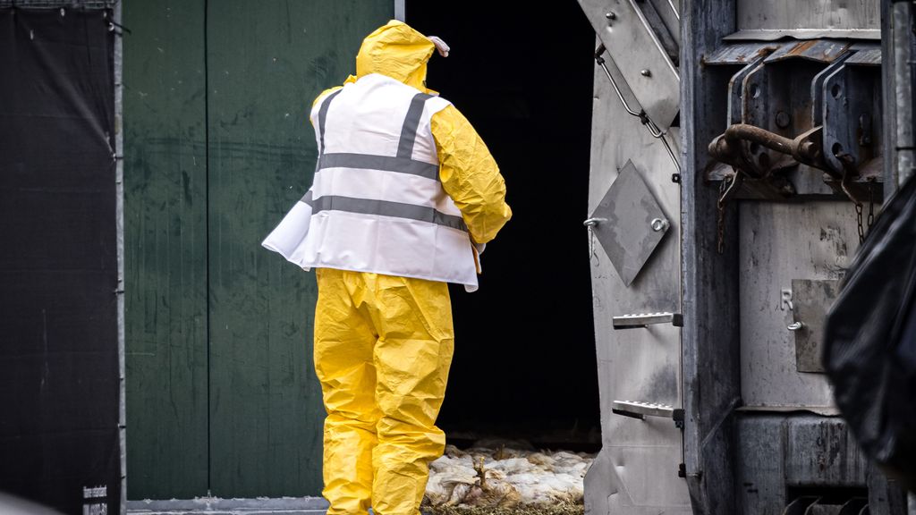 Opnieuw vogelgriep in Limburg, bijna 100.000 leghennen afgemaakt
