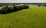 Dronefoto van koeien in een weiland in de Gelderse Vallei, een van de gebieden waar de stikstofuitstoot drastisch naar beneden moet.