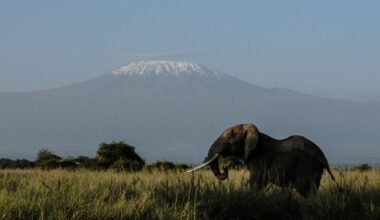Reddingshelikopter stort neer op Kilimanjaro, vijf doden