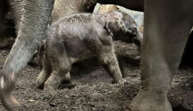 'Geen moment week de kudde van haar zijde'