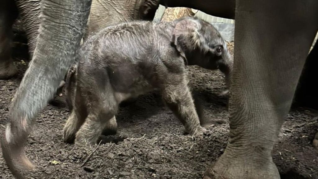 'Geen moment week de kudde van haar zijde'