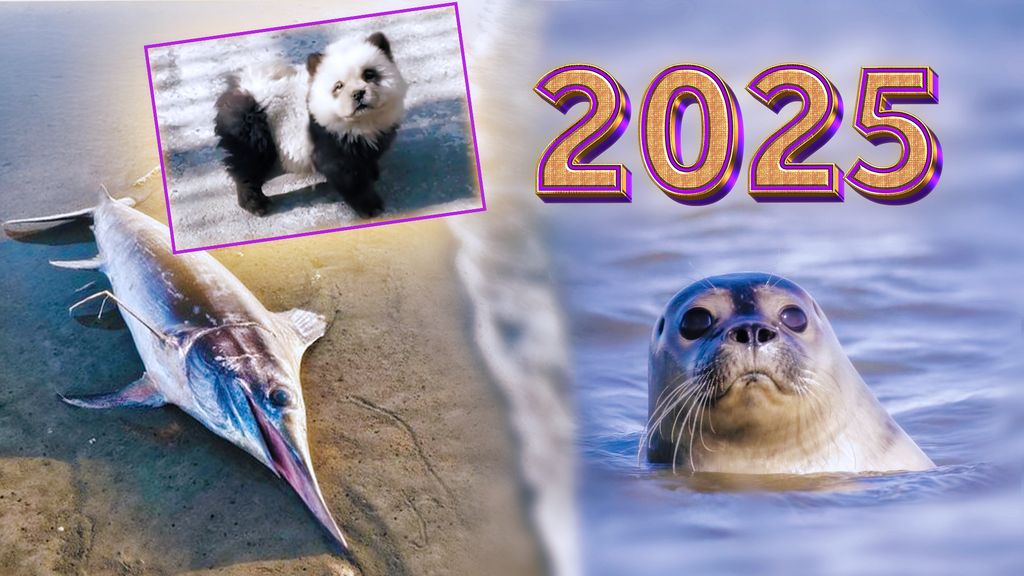 Dit was het dierennieuws van 2025