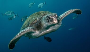 Het gaat goed met de soepschildpad (en ander positief nieuws over de planeet)