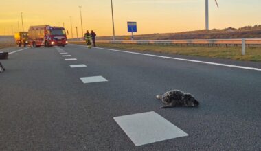 Zeehondenpup van asfalt gered op Maasvlakte