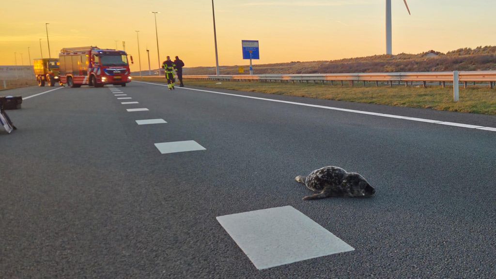 Zeehondenpup van asfalt gered op Maasvlakte