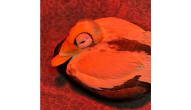 Zeldzame brileider in kritieke toestand in opvang