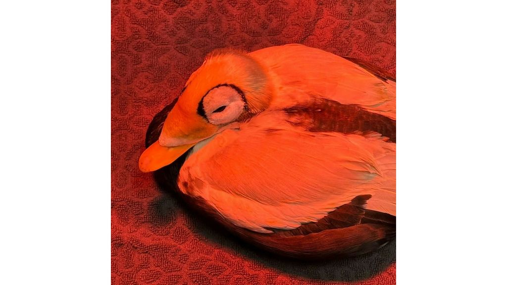 Zeldzame brileider in kritieke toestand in opvang