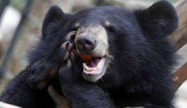 Beren fokken voor hun gal voortaan verboden in Zuid-Korea