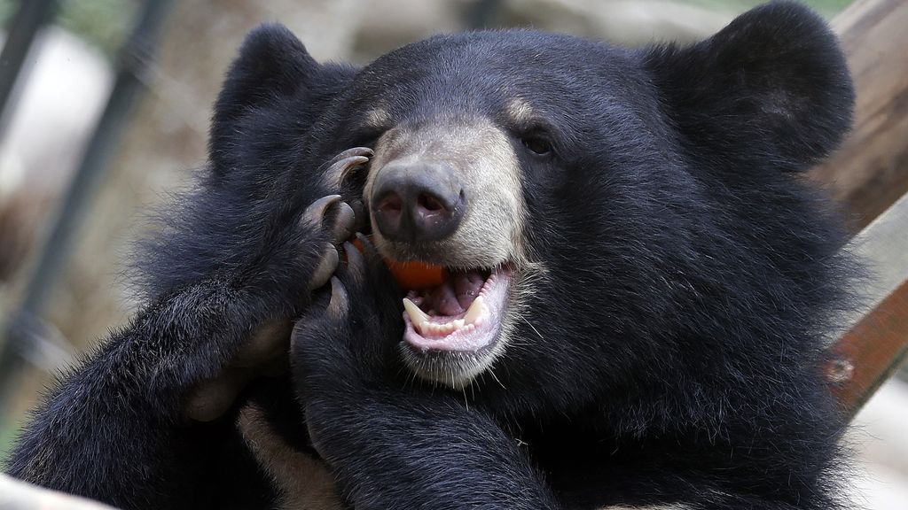 Beren fokken voor hun gal voortaan verboden in Zuid-Korea