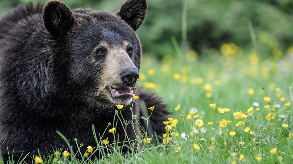 Voor het eerst in 10 jaar zwarteberenjacht in Florida, 52 beren afgeschoten
