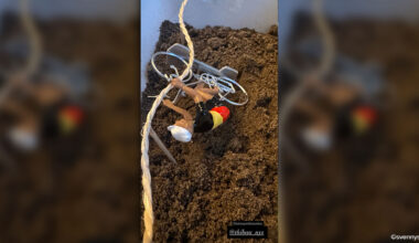 Herken je het beeld? Met ludieke foto lacht vader Nys met de valpartij van zoon Thibau in Diegem