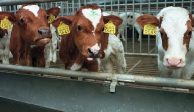 Lbv-regelingen: vooral pluimvee- en kalverhouders haken af