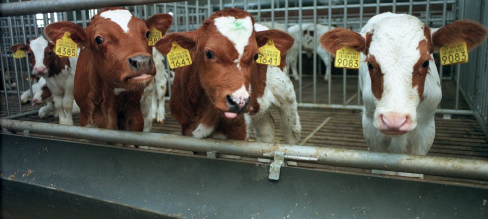 Lbv-regelingen: vooral pluimvee- en kalverhouders haken af